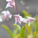 Image of Dendrobium eriiflorum Griff.