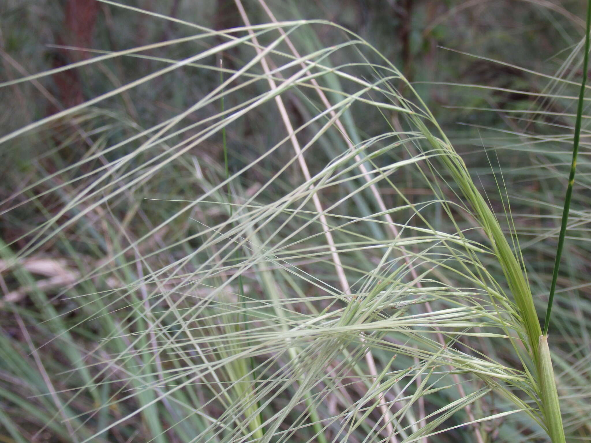 Image of Austrostipa rudis (Spreng.) S. W. L. Jacobs & J. Everett