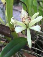 Image of Prosthechea aemula (Lindl.) W. E. Higgins