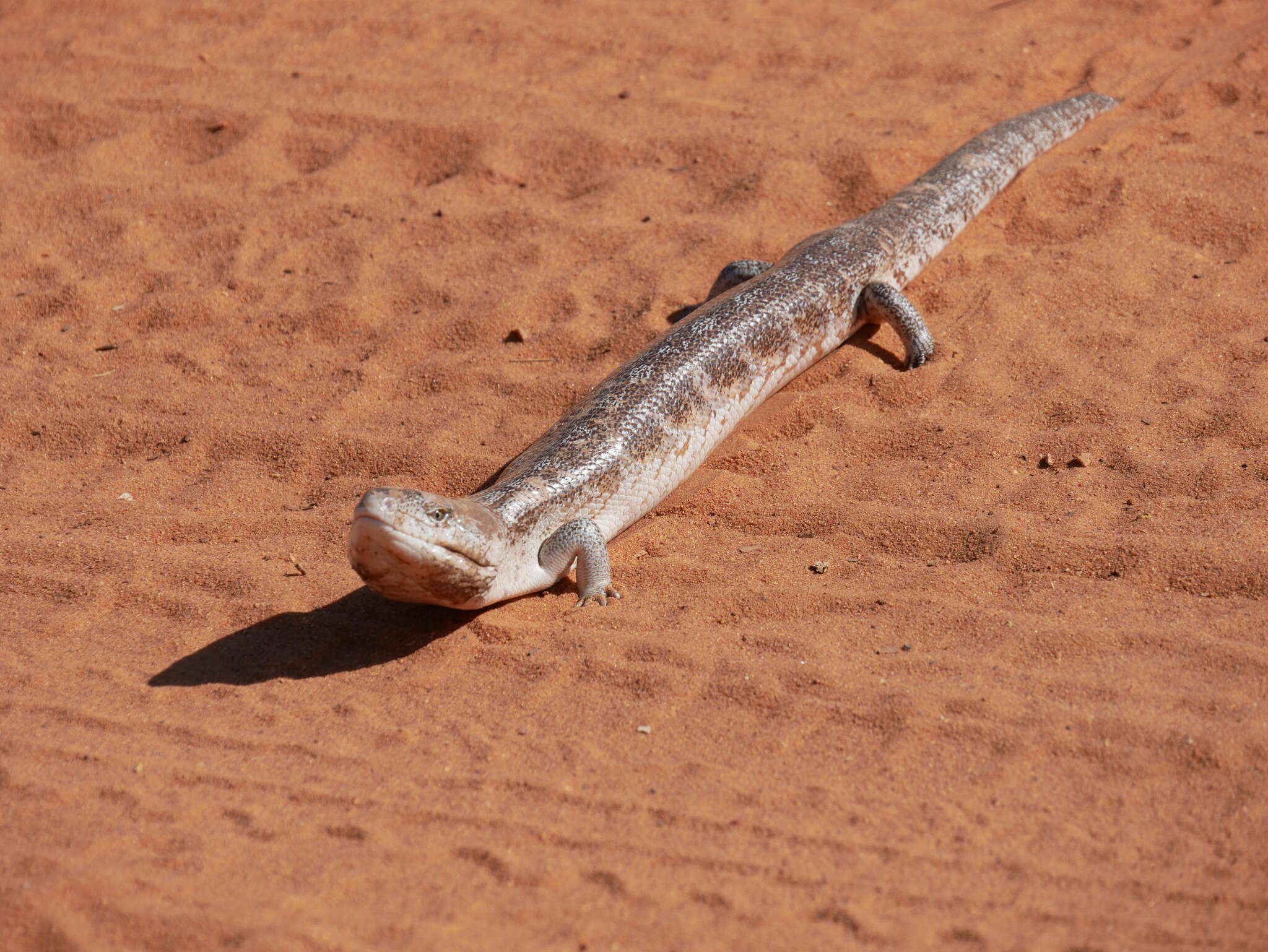 Imagem de Tiliqua scincoides intermedia Mitchell 1955