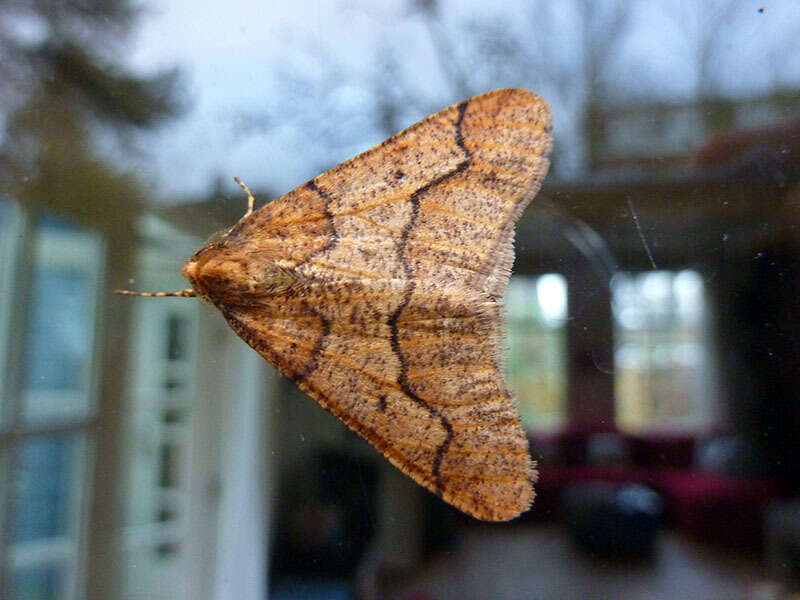 Image of mottled umber