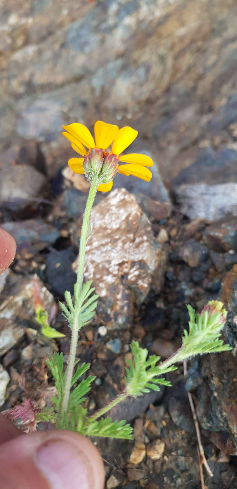 Image of Dyssodia decipiens (Bartl.) M. C. Johnston