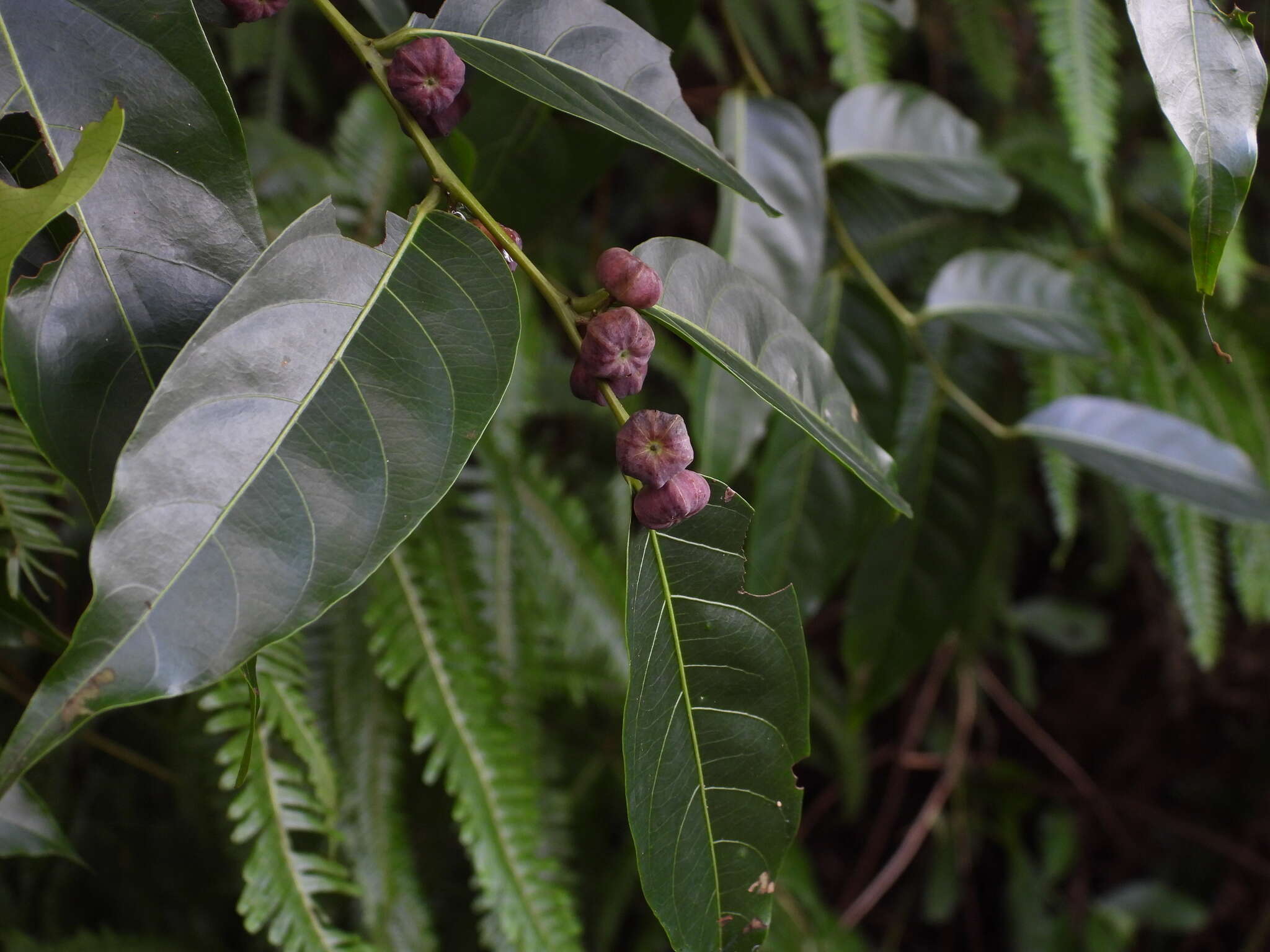 Слика од Glochidion lanceolatum Hayata