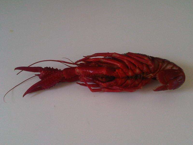 Image of Broad-clawed Crayfish