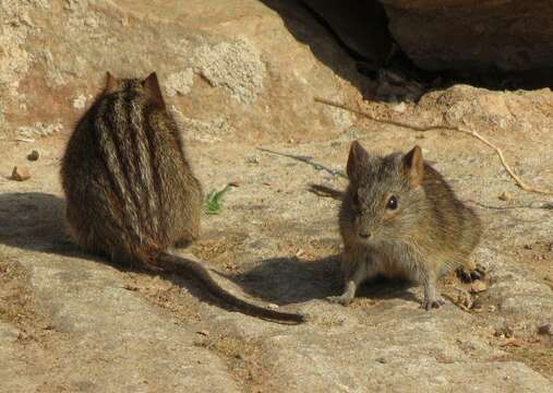 Image of Four-striped Grass Mouse