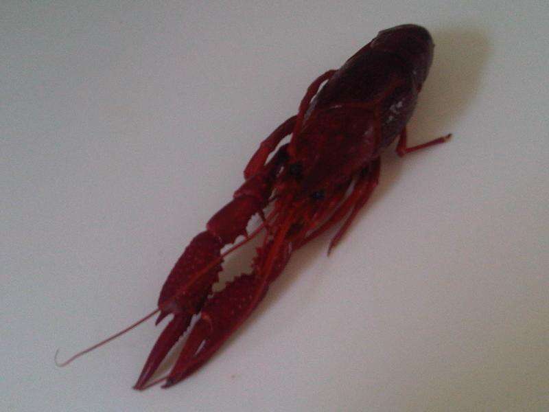 Image of Broad-clawed Crayfish