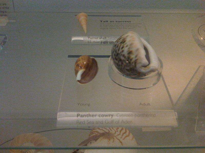 Image of panther cowrie