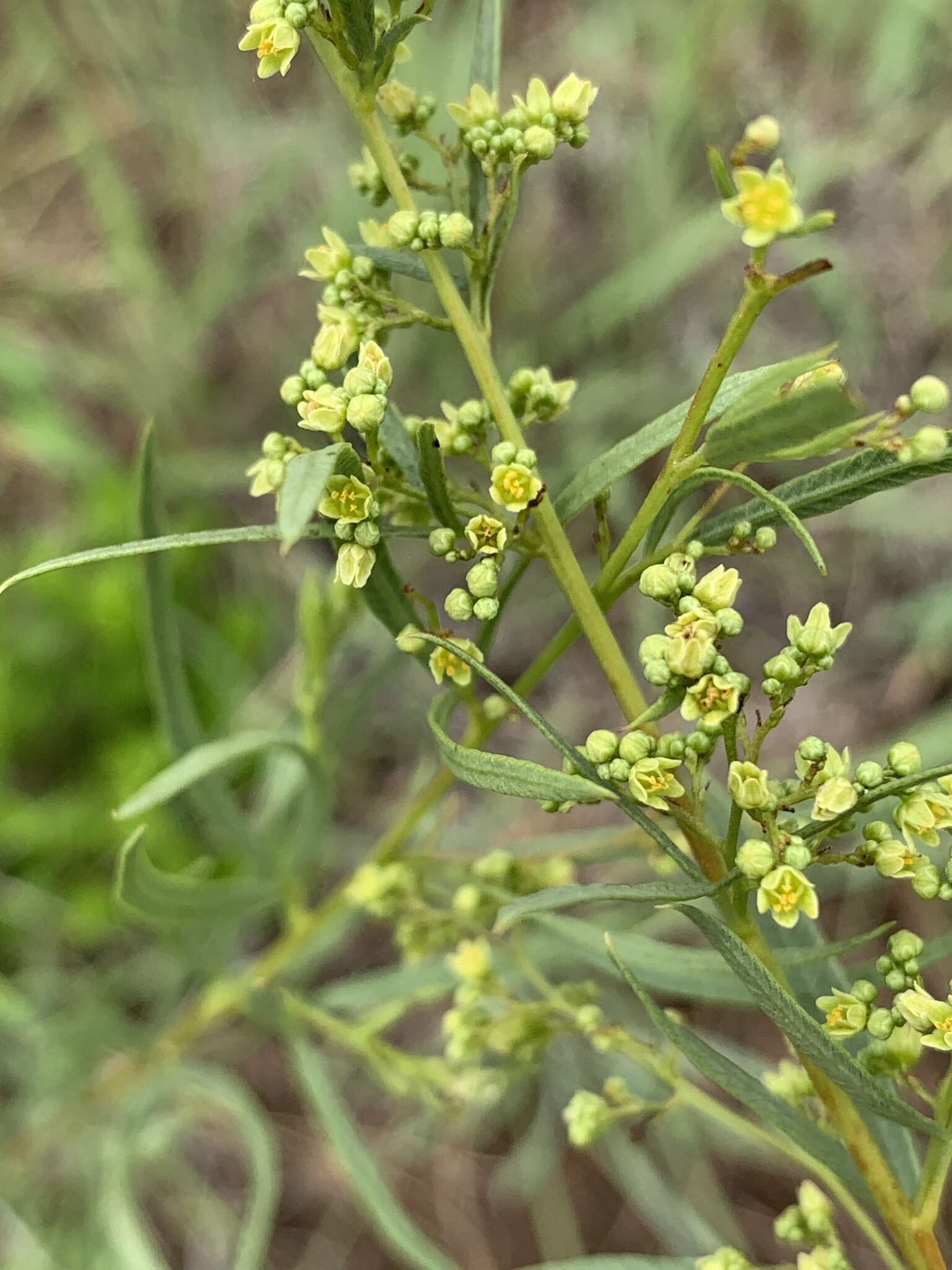 Searsia pygmaea (Moffett) Moffett的圖片