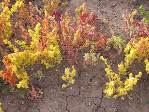 Plancia ëd Chenopodium pallidicaule Aellen