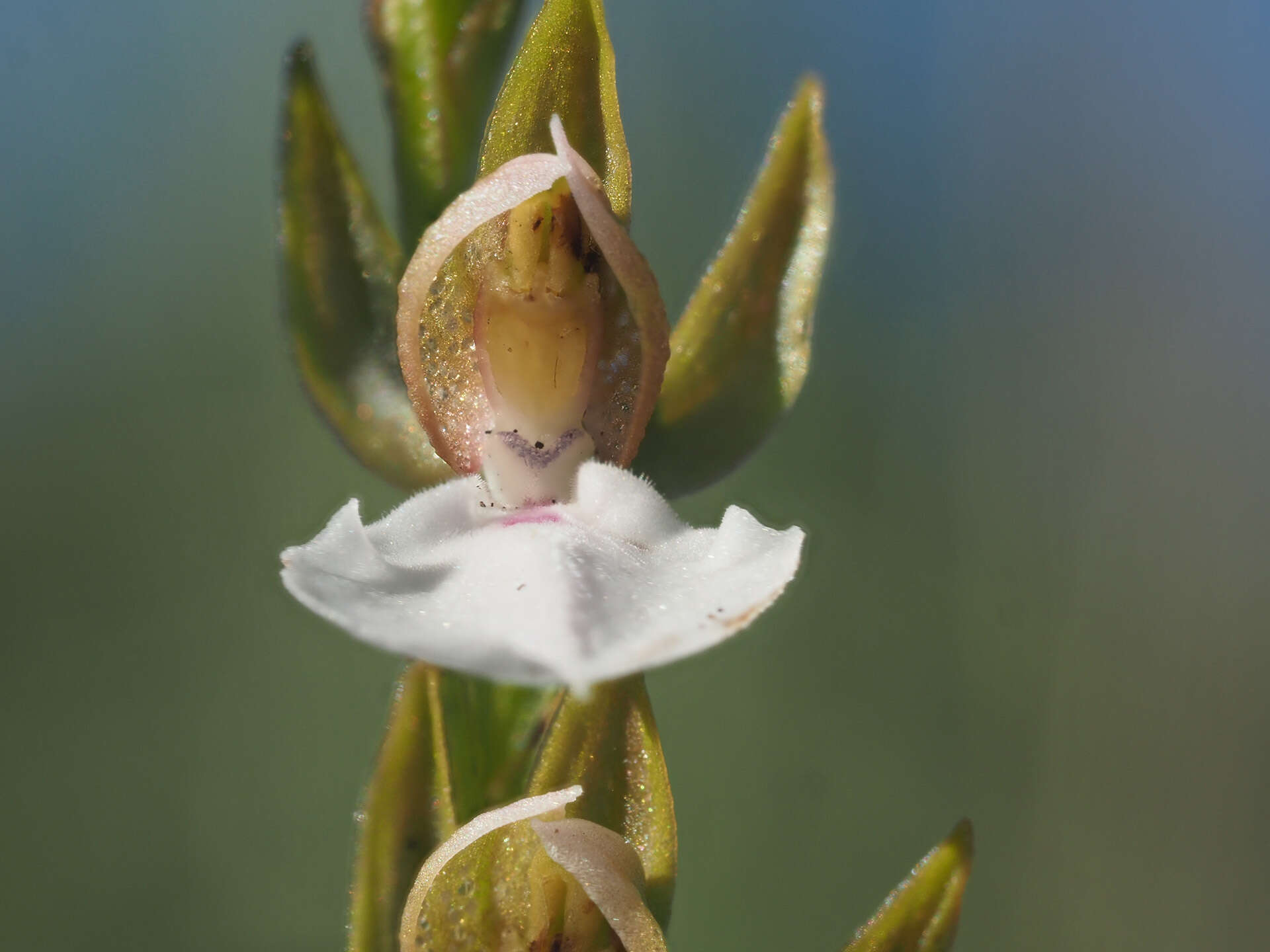 Image de Neobolusia tysonii (Bolus) Schltr.