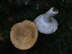 Image of Russula decolorans (Fr.) Fr. 1838