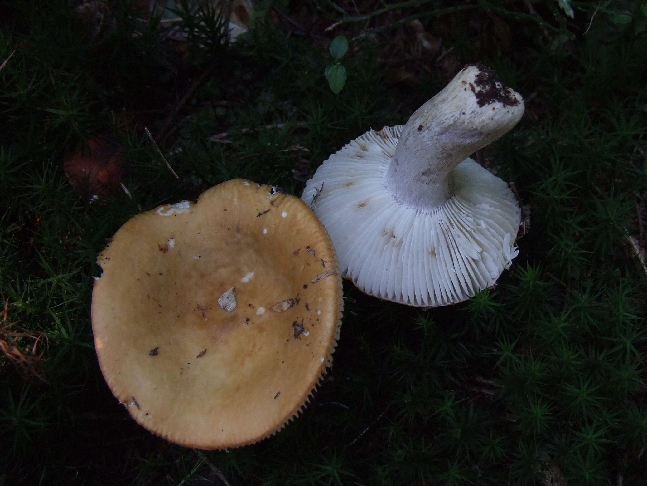 Image of Russula decolorans (Fr.) Fr. 1838