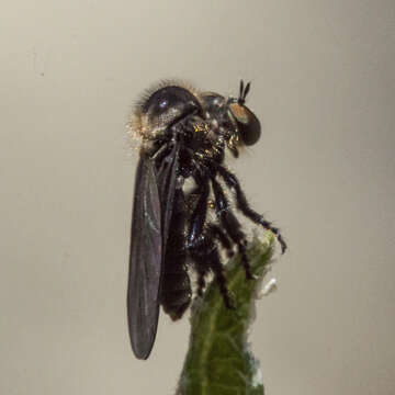 صورة Trigonomima pennipes (Hermann 1914)