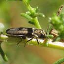 Imagem de Agrilus albogularis artemisiae Brisout de Barneville 1863