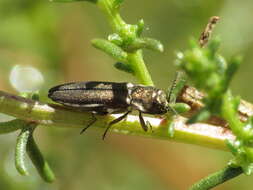 Image of Agrilus albogularis Gory 1841