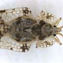 Image of Corythucha mollicula Osborn & Drake 1916