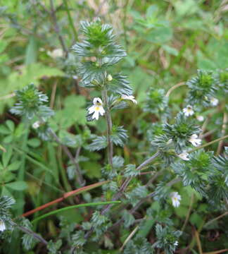 Imagem de Euphrasia officinalis subsp. officinalis