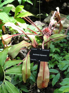 Imagem de Aechmea tayoensis Gilmartin