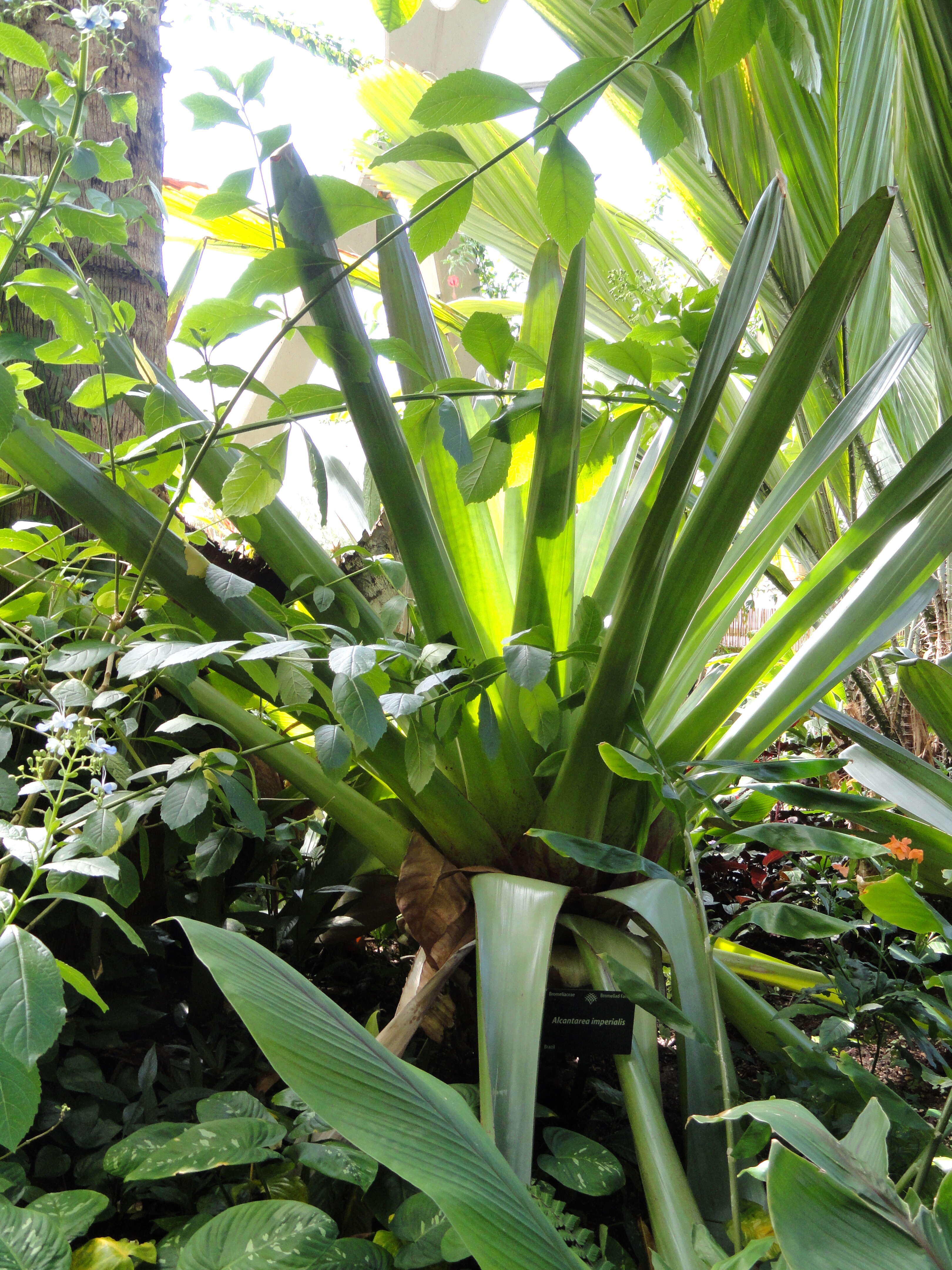 Image of Alcantarea imperialis (Carrière) Harms