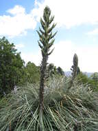 Image of Puya berteroniana Mez