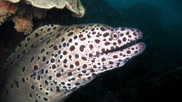 Image of honeycomb moray