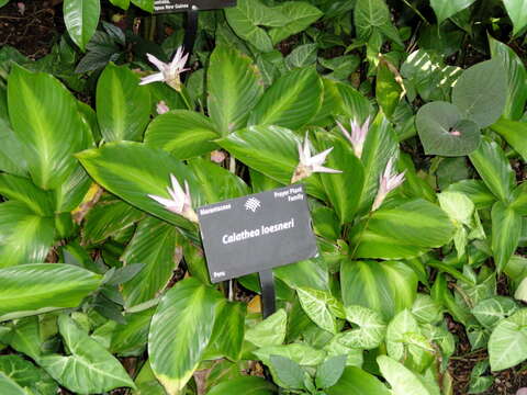 Image of calathea