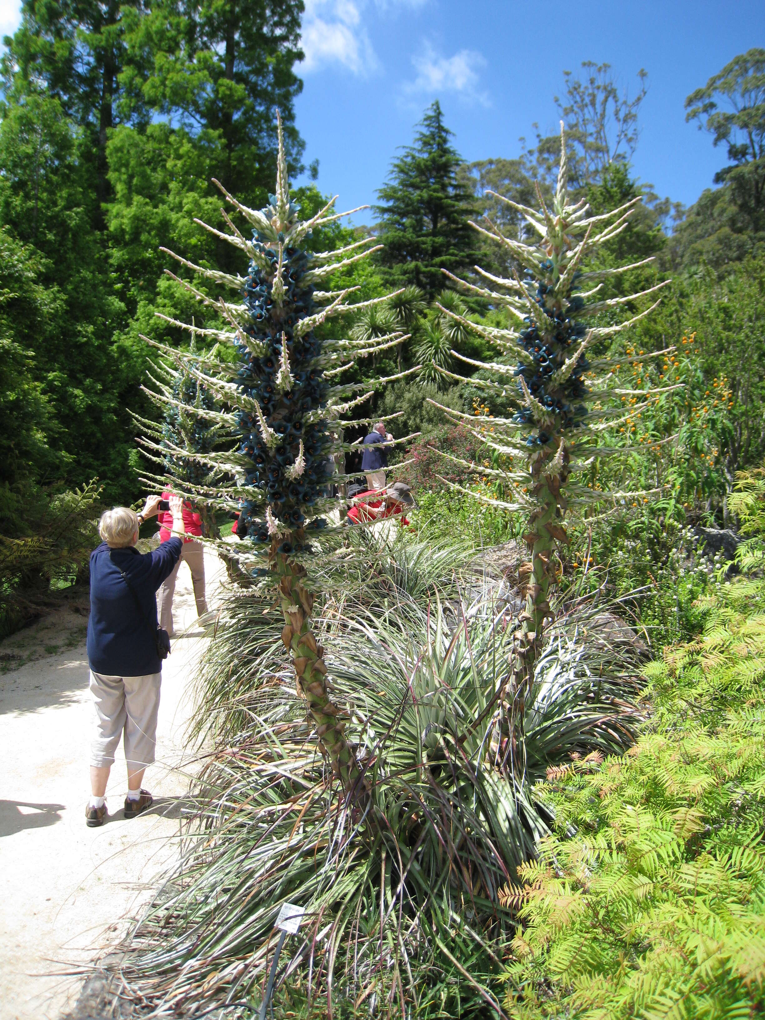 Image of Puya berteroniana Mez