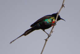 Image of Beautiful Sunbird