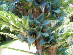 Image of Puya berteroniana Mez