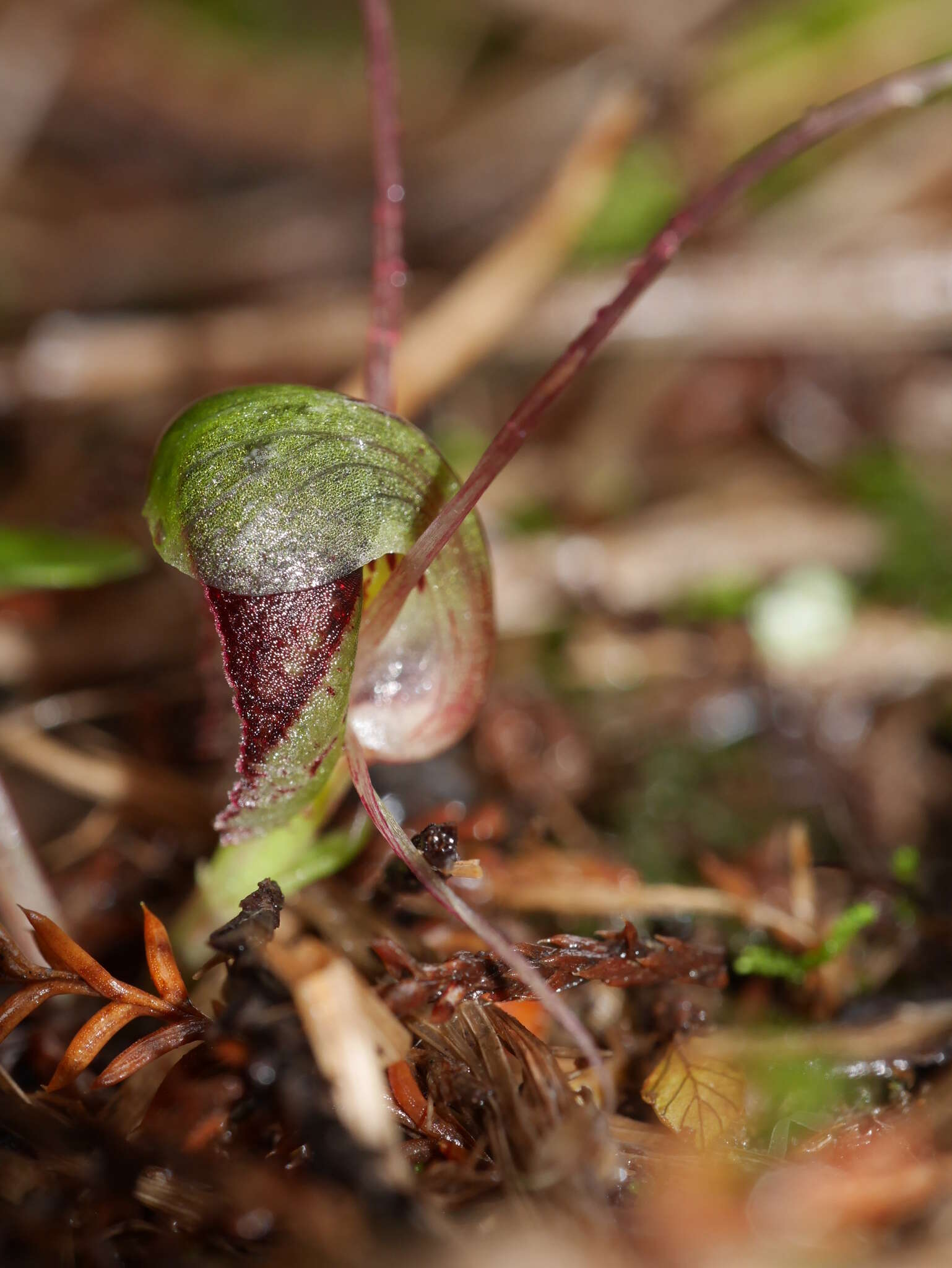 Image of Corybas vitreus Lehnebach