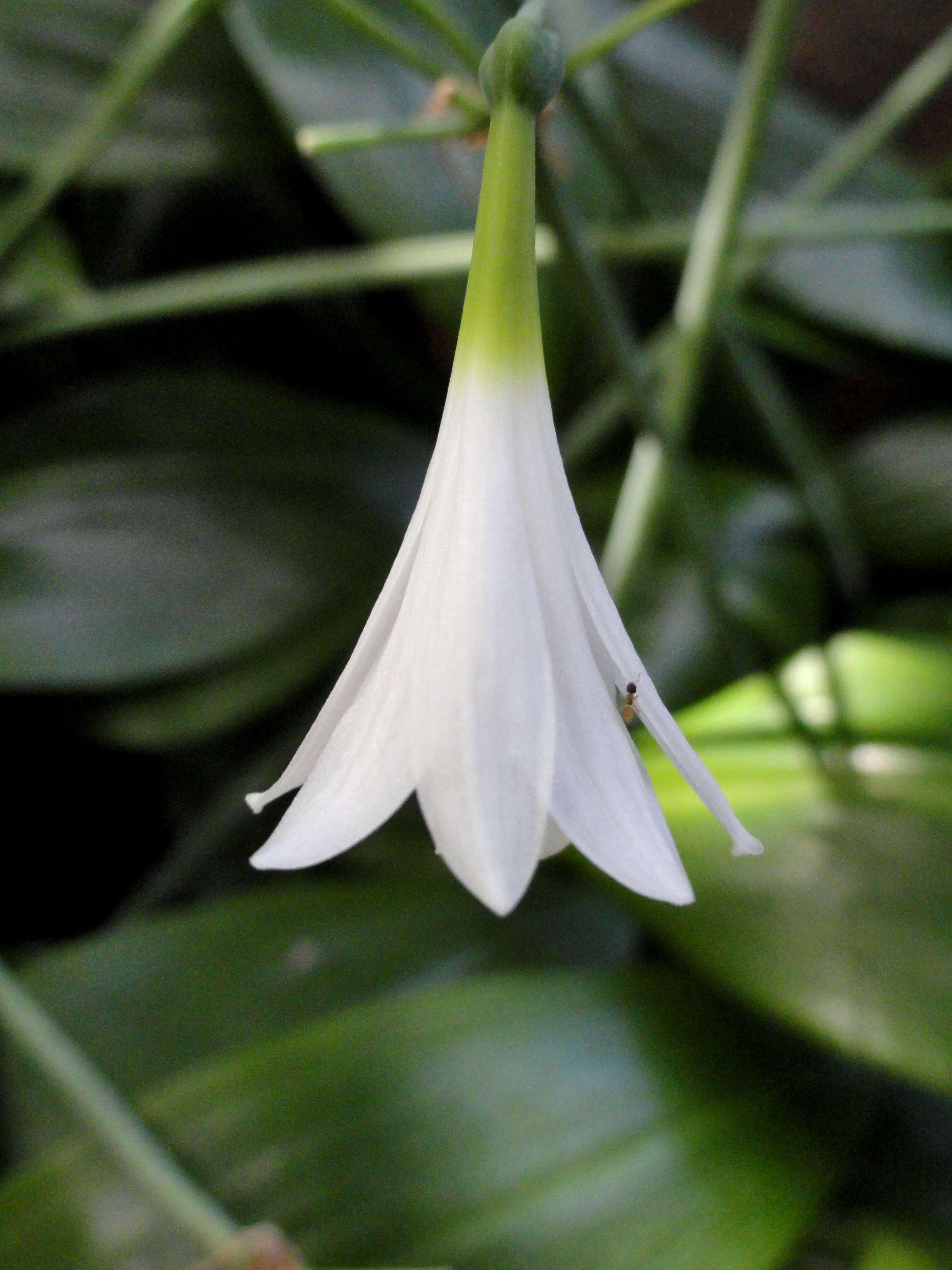 Image of Eucrosia aurantiaca (Baker) Pax