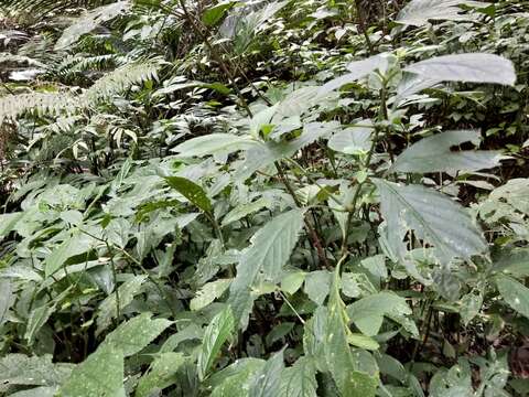 Strobilanthes formosana S. Moore resmi