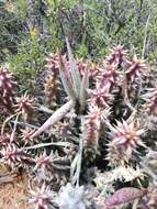 Image of Ceropegia mammillaris (L.) Bruyns