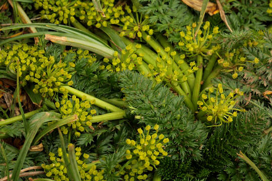 Image de Haplosciadium abyssinicum Hochst.