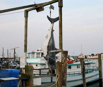 Image of Carcharodon