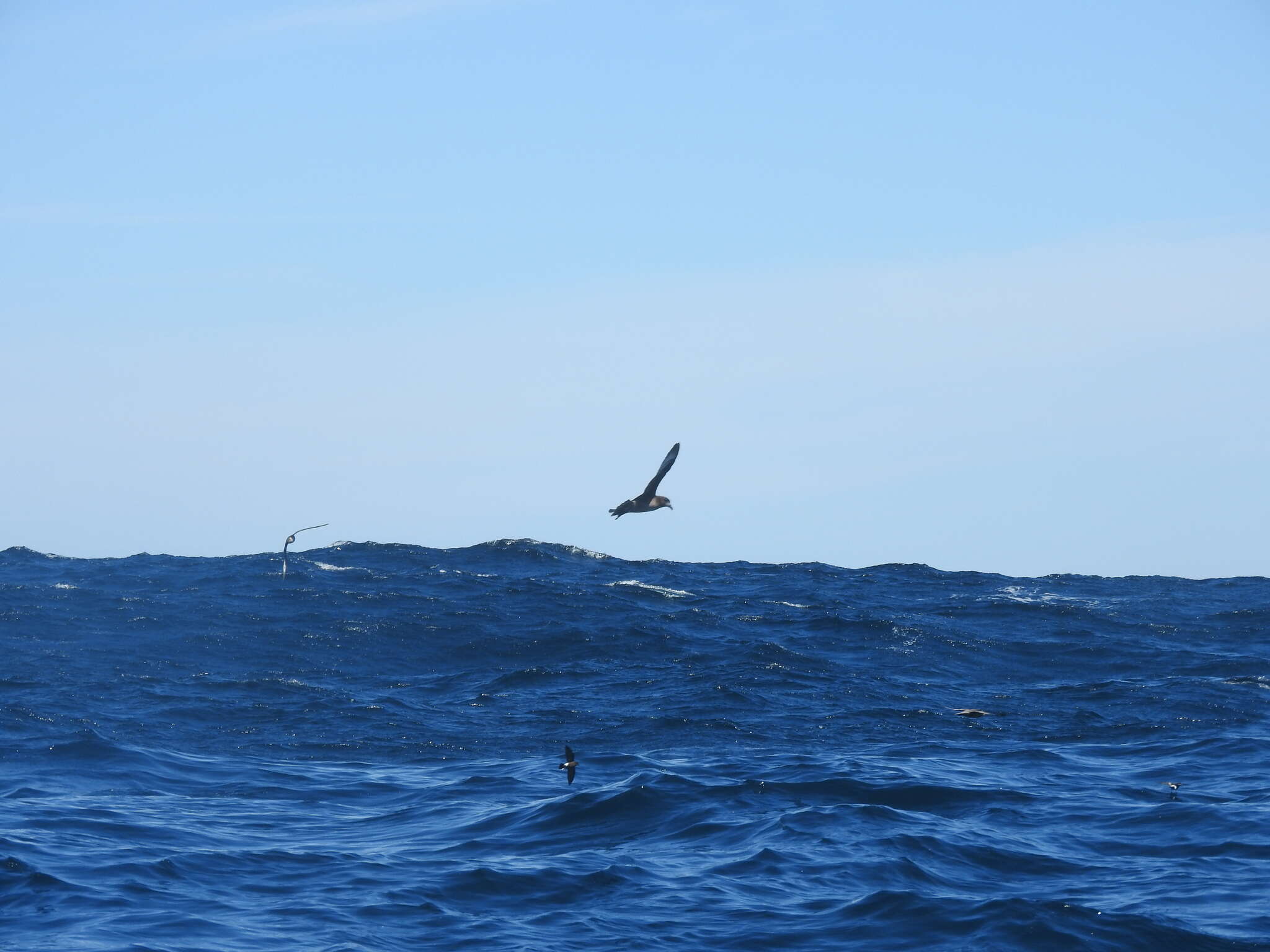 Image of Providence Petrel