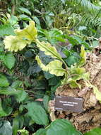 Image of Rhipsalis crispata Pfeiff.