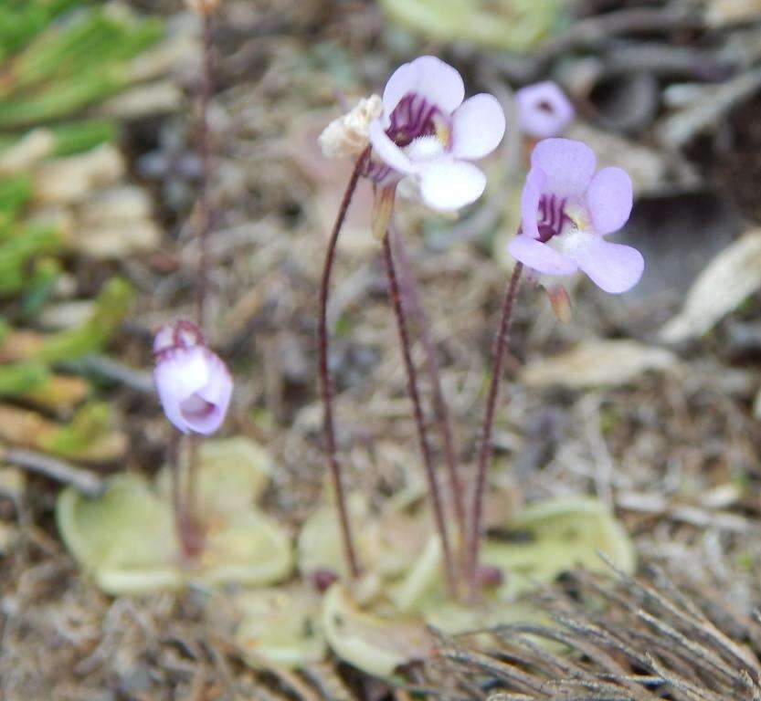 Image of Pinguicula takakii S. Z. Ruiz & J. Rzedowski