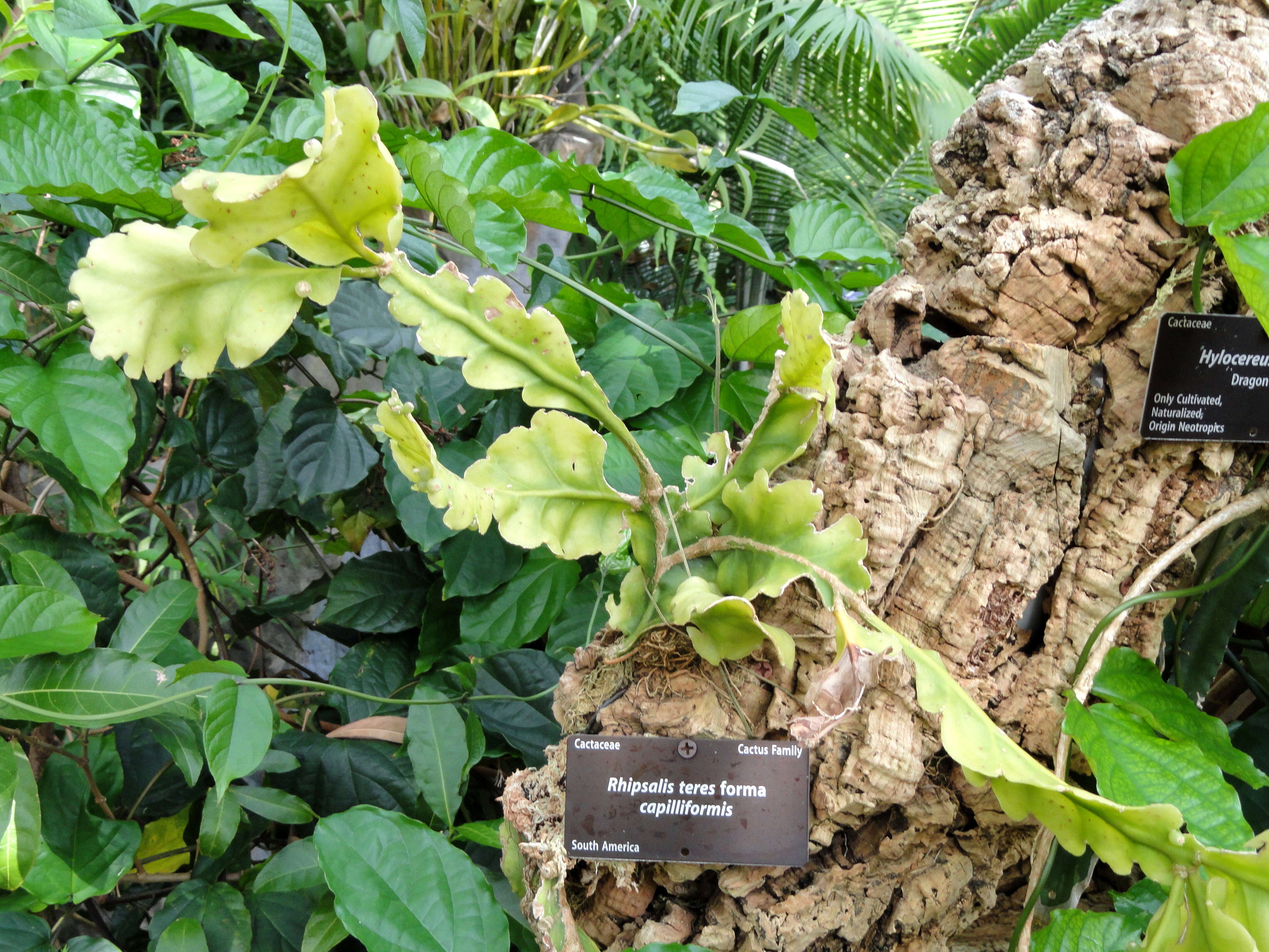 Image of Rhipsalis crispata Pfeiff.