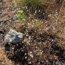 Image of slender stitchwort