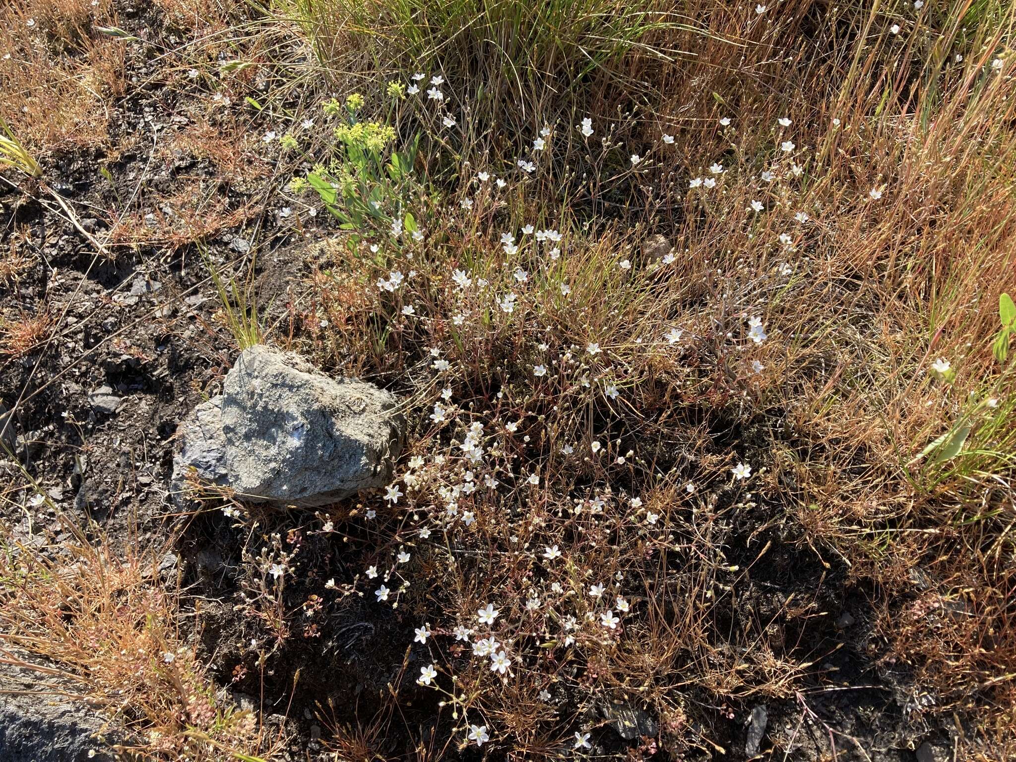 Image of slender stitchwort