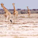 Image of Angolan giraffe