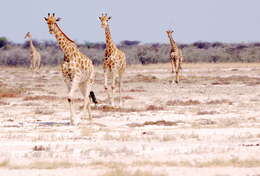 Image of Angolan giraffe