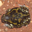 Image of Globular Frog