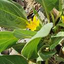 Image of southern mule-ears