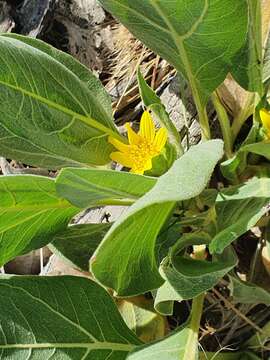 Image of southern mule-ears