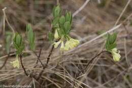 صورة Lonicera villosa (Michx.) Roem. & Schult.