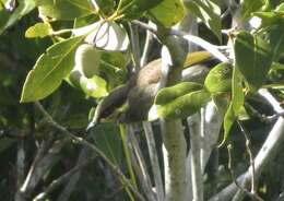 Image of Mangrove Honeyeater