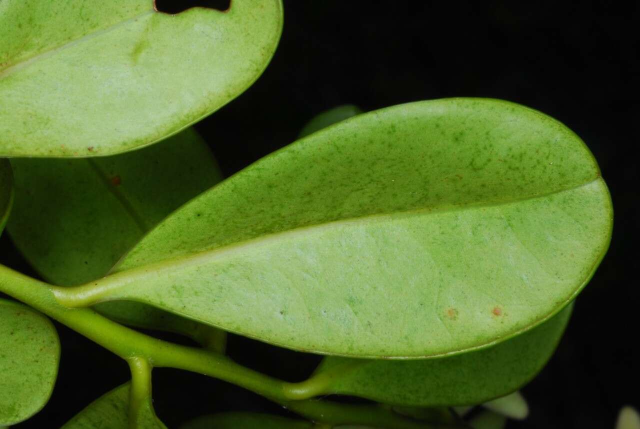 Image of Asteropeia multiflora Thou.