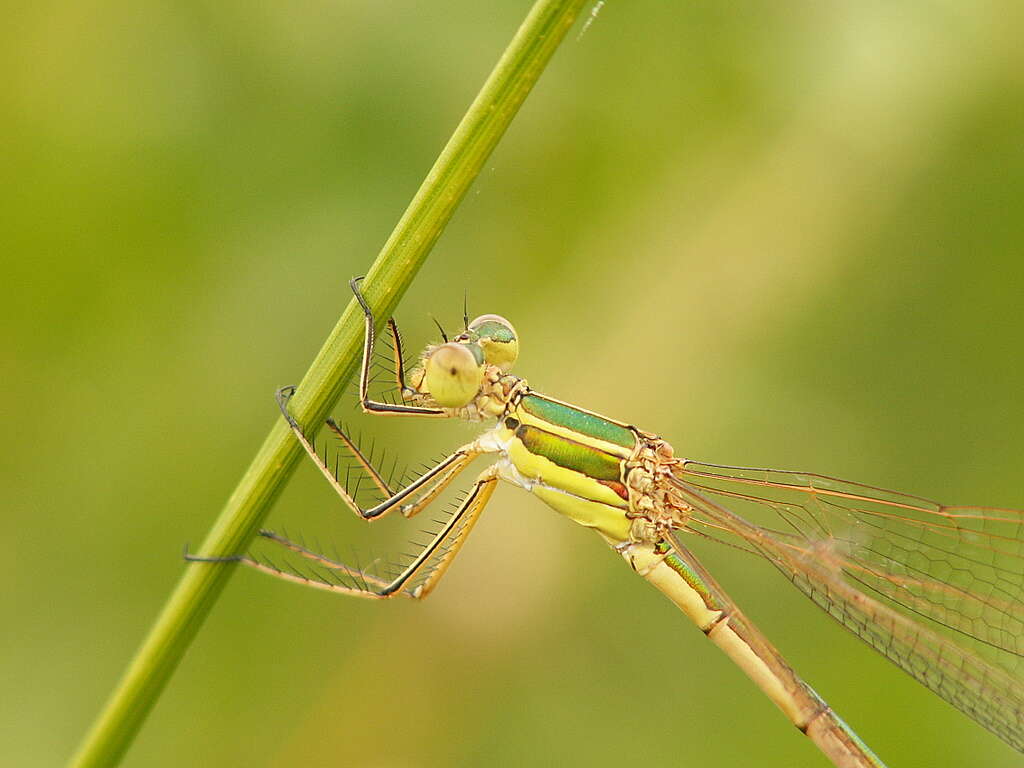 Image of Migrant Spreadwing